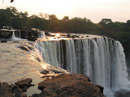 Image result for Zygotritonia atropurpurea