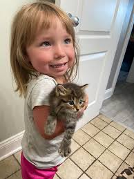 Kitten found in Painesville needs rescue home