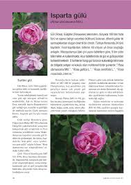 Maybe you would like to learn more about one of these? Pdf Isparta Gulu Rosa Damascena Mill