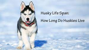 Husky Life Span How Long Do Huskies Live Tcrascolorado