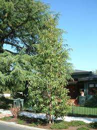 Image result for Lophostemon confertus