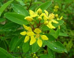 Image result for Aeschynomene glauca