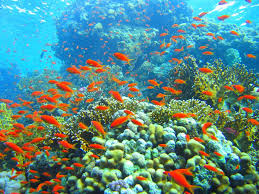 Thử sức tour 4 đảo lặn biển nha trang 