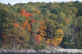 Fall Foliage On Bar Island Shoreline Picture Of Land