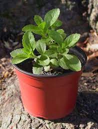 How To Grow Stevia For A Sweet Treat In The Garden Growing Stevia Stevia Plant Edible Landscaping