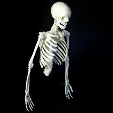 Musculoskeletal system human anatomy and physiology human muscle anatomy massage therapy. 3d Printable Human Skeleton By Dario Baldi