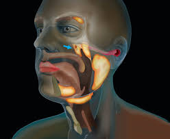 We've also got the parathyroid glands behind the thyroid. Cancer Researchers Discover New Salivary Gland