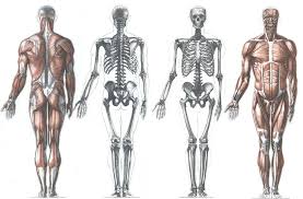 The seminal anatomical book collection de humani corporis fabrica (on the structure of the human body), by flemish anatomist and physician andreas vesalius, was published in 1543. Male Body Front Human Anatomy Art Anatomy Art Human Anatomy