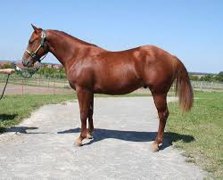 Send a message to learn more. Der Richtige Umgang Mit Hengsten Barnboox De Pferdewissen Online