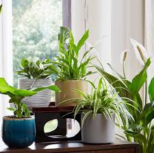 We do not offer our customers exclusivity, but we do our best to combine existing active sales outlets in the most beneficial way for all parties concerned. Buy Mica Decorations Flower Pot Era Round Indoor Pot Gold Including Incl Plants Stand Gold Bakker Com