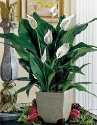 Bringen Sie Frieden In Ihr Zuhause Mit Der Friedenslilie Bluhende Zimmerpflanzen Pflanzen Zimmerpflanzen