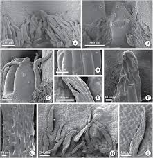Image result for Tricalysia semidecidua