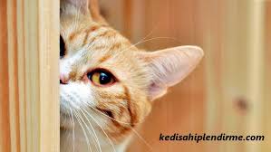 Ucretsiz Kedi Sahiplendirme Kedi Sahiplendirme Ucretsiz Kedi Sahiplendirme