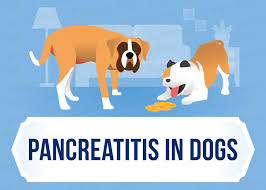 Pancreatic cancer in dogs is either 'primary' or 'secondary'. Pancreatitis In Dogs Symptoms Causes More Canna Pet
