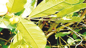 Image result for Carpolobia