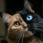 搞笑表情包 google 搜尋 china memes funny chinese memes chinese meme