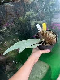 Image result for Exochaenium platypterum