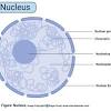 Both types of cells contain cell membrane, cytoplasm, nucleus, mitochondria the identification of plant cells from the animal cell is very easy due to the difference in their animal cells are irregular in shape under the microscope due to the absence of a cell wall. 3