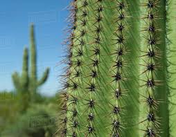 Find over 100+ of the best free cactus images. Close Up Of Saguaro Cactus Saguaro National Park Arizona Stock Photo Dissolve