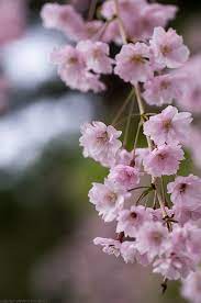 Yae Beni Shidare At Hirosaki 2012 Sakura Flower Forever Flowers Blooming Trees