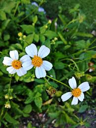 Wondering what the indonesian word for bunga matahari is? File Bunga Daisy Putih Jpg Wikimedia Commons