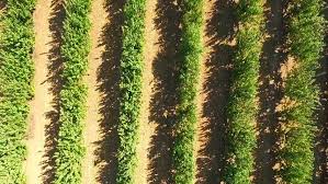 Buy fruit trees and berry bushes online with delivery right to your door. Aerial View Zoom Out Over Stock Footage Video 100 Royalty Free 12011465 Shutterstock