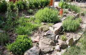 herbes aromatiques faites vous ces 12 erreurs potagerdurable com herbes aromatiques jardins avant decoration jardin exterieur