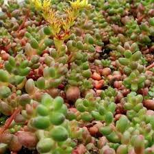 There is a wide range of companion plants that will bring out the best qualities of your succulents and share their space with a serene balance. Sedum Stahilii Flat Little Beads Of Leaves Grow On Trailing Stems Dark Red To Russet Green Yellow Flowers With Greenish Succulents Sedum Planting Succulents