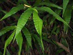 Image result for Oplismenus hirtellus