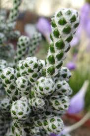 Image result for Corallocarpus boehmii