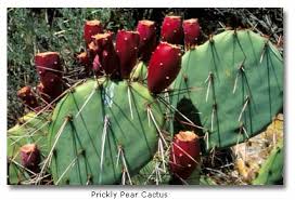 Cacti & succulent care tips: Medicinal Plants In The Desert Desertusa