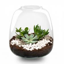 Succulent Garden Kit
