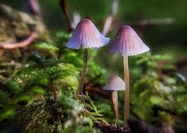 Biyolojisitesi Net Canlilarin Cesitliligi Ve Siniflandirilmasi Canlilar Alemi Mantarlar Mantar Reiki Ale