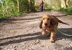 Cocker Spaniel Dogs and Puppies for sale in the UK ...