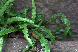 Image result for Asplenium elliottii