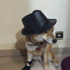 Pin By Dog Grooming Near Me On Dog Grooming Near Me Dog Grooming Dog Groomers Cowboy Hats