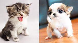 Baby Animals Funny And Cute Baby Animals Videos Compilation