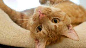 Southern paws is a locally owned pet boutique and barkery located in the heart of the french quarter on toulouse st near royal st. Sarman Kediler Hakkinda Her Sey Cat Adoption Kitten Adoption Tabby Kittens For Sale