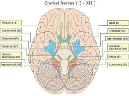 12 Pairs Of Cranial Nerve Cranial Nerves Nerve Cranial Nerves Function