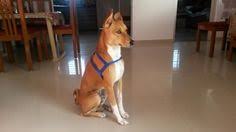 Top 10 indian dog breeds and their price in india. 7 Indian Pariah Dog Ideas Pariah Canine Breeds