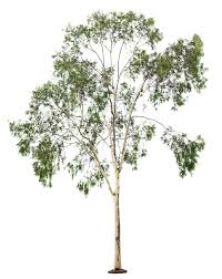 Eucalyptus Definition And Meaning Collins English Dictionary