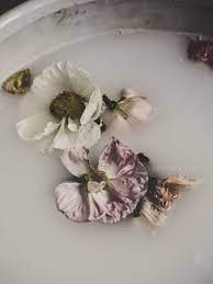 Shewrotethis In Flowers Line Kay Photography Wilted Flowers Flowers Photography Aphrodite Aesthetic