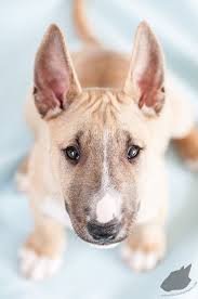 Cute miniature bull terrier puppies. Pin On Dogs
