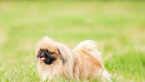 We did not find results for: Karaliskais Pekinietis 23 Fotografijas Skirnes Apraksts Ipasi Pieaugusa Suna Un Kucena Aprupe