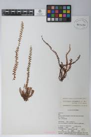 Image result for Lellingeria