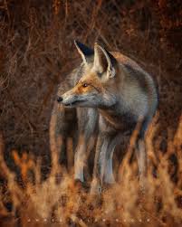 ولكننا لا نرى أي عواقب سلبية نتيجة تزاوج هذين النوعين المختلفين للغاية، مع إنتاج النسل على . Abo Yahia Ø§Ù„Ø«Ø¹Ù„Ø¨ Ø§Ù„Ø§Ø­Ù…Ø± Ø§Ù„Ø¹Ø±Ø¨ÙŠ ÙŠØ¹ØªØ¨Ø± Ø§Ù„Ø«Ø¹Ù„Ø¨ Ù…Ù† Ø§Ù„Ø­ÙŠÙˆÙ†Ø§Øª