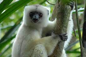 Silky Sifaka Lemur Endangered Animals Rare Animals Most Endangered Animals