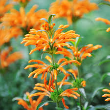 Image result for Leonotis decadonta