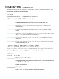Worksheets are chapter 7 nervous system, nervous system work, the nervous system, nervous system crossword puzzle answer key, chapter 12 the nervous system answer key, name block date, chapter 20 the nervous and endocrine systems, nervous system work 1. A P Coloring Nervous Worksheet Pdf Nervous System Autonomic Nervous System