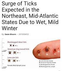 Identifying your problem is the first step to solving it. All Island Mosquito Control Home Facebook